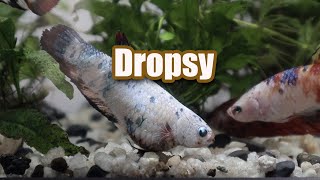 My fish has DROPSY and this is How I deal with it [upl. by Filippo]