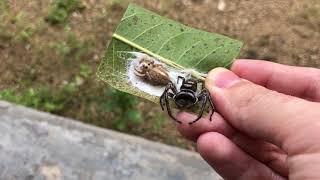 Salticidae  Hyllus walckenaeri [upl. by Matt]