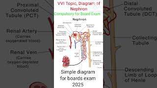 The ULTIMATE Nephron Diagram for Biology Class 10  EASY Tutorialshortsytshorts [upl. by Cazzie]