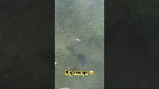 Copepods are bigger than I thought [upl. by Rodenhouse978]