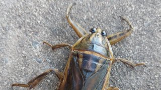 Lethocerus Deyrollei Giant water bug 🪲 Shorts [upl. by Derina]