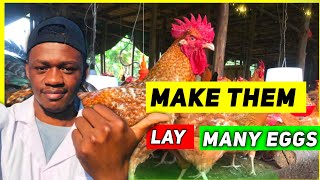 How to increase Productivity on A poultry farm [upl. by Lansing]