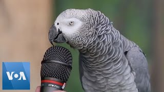 Talking Parrot  VOANews [upl. by Ginny]