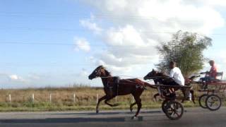 caballos andadores en cuba 2012 [upl. by Auqinihs268]