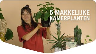 Top 5 Makkelijke Kamerplanten [upl. by Salinas613]