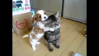 Cavalier king charles puppy vs cat [upl. by Attenaej]