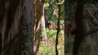 Scary moment ‘Bigfoot’ is spotted in forest by TikToker  shorts yahooaustralia [upl. by Eerol8]