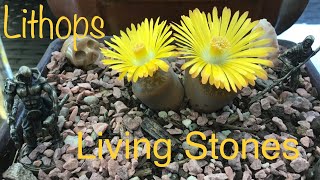 Lithops amp Bonsais [upl. by Haldeman]