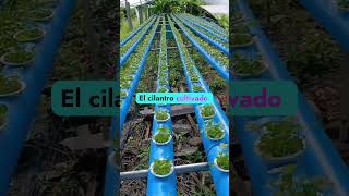 Cultivo de cilantro en hidroponia hidroponik plantas huertocasero jardin agricultura [upl. by Edan]