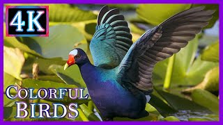 Purple Gallinules  Most Colorful Bird of the Everglades [upl. by Charles]