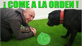 Cómo Enseñar a mi PERRO a COMER a la ORDEN [upl. by Yelich989]