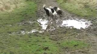 Must see springer spaniel amp collie playing in mud [upl. by Ahselef]