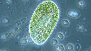 Paramecium bursaria  sensibilità alla luce [upl. by Lalaj]