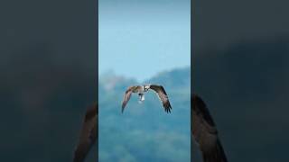 Burung elang terbang membawa ikan besar  OSPREY [upl. by Dugaid115]