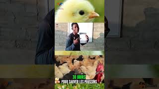 P2 PROPHYLAXIE DES POULETS GOLIATH sur les 4 premières SEMAINES [upl. by Arica]