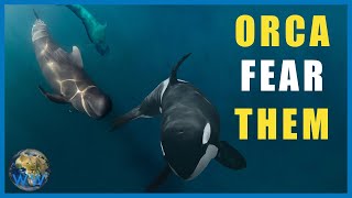 Why Do Pilot Whales TERRIFY Orca [upl. by Anauqed688]