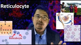 Reticulocyte Medschooldiscussion [upl. by Affer167]