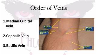 Phlebotomy The Order of Veins [upl. by Hills456]