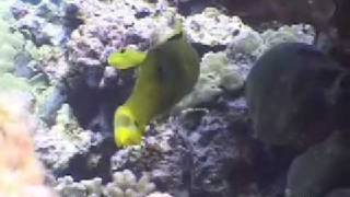 Fair Wind Cruises  Amazing Video of the Marine Life at Kealakekua Bay Hawaii [upl. by Shear]