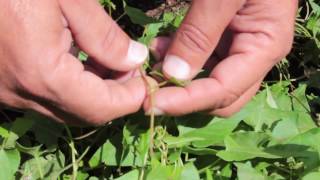 polygonum convolvulus [upl. by Allemat]