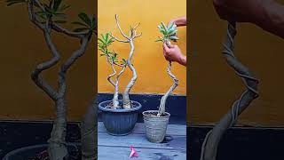 memanfaatkan adenium batang lurus bonsai adenium tanamanhias gardening trending shorts [upl. by Ilime]