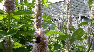 Anise Hyssop Agastache foeniculum part 2 [upl. by Zandra]