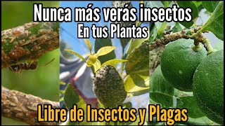 El Mejor Insecticida Nunca Más Tendrás Insectos y Plagas en tus Plantas [upl. by Aniraad]