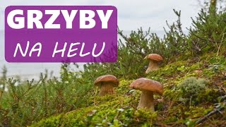 Grzyby na Helu i Fortyfikacje  polwysephelski grzybobranie [upl. by Allenod794]