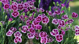 Carnations or Dianthus caryophyllus plant [upl. by Weintrob961]