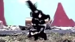 Spotted Skunk Handstand  Weird Nature  BBC Studios [upl. by Katya102]