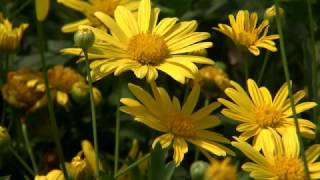 Bush daisy produces abundant yellow flowers [upl. by Annekcm]