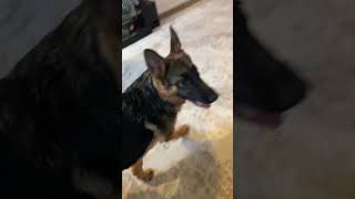 Puppy like kids throwing tantrum when they’re overtired  German Shepherd Puppy puppy [upl. by Naujad605]