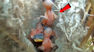 Zitting cisticola bird carried one of her babies AnimalsandBirds107 [upl. by Aiym]