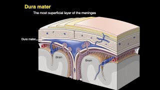 Structure and Functions of the Dura Mater [upl. by Edva]