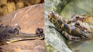 Gharial amp False Gharial  The Differences [upl. by Brittne]