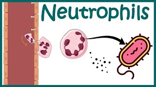 Neutrophil and its role in immunity Neutrophil in antibacterial immunity Functions of neutrophils [upl. by Atnauq]