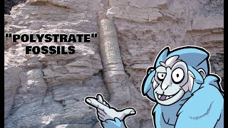 quotPolystrate Fossilsquot Preclude Young Earth Creationism  BiteSized Busts [upl. by Aisul897]