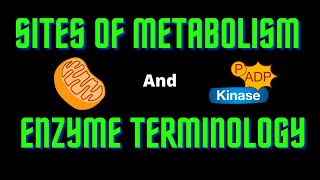 USMLE Step 1  Lesson 52  Sites of Metabolism and Enzyme Terminology [upl. by Asillam]