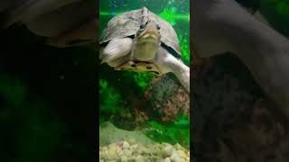 Turtle aquarium bollywood song newsong music tseries trendingvideo [upl. by Capone]