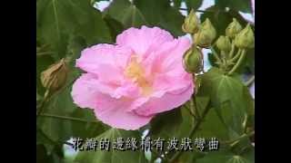 Hibiscus Mutabilis 木芙蓉 三 [upl. by Panta]