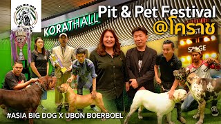 Pitamp Pet Festival ครั้งที่ 2 โคราช  Asiabigdog x Ubon Boerboel [upl. by Fanny]