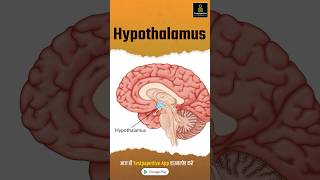 Hypothalamus  Anatomy  Structure  Function  preview hypothalamus anatomy testpaperlive [upl. by Llirrehs311]