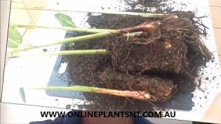 How to propagate and divide your Heliconia plants [upl. by Cedric]