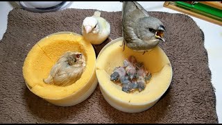 Hand feeding Diamond Firetail finch and Yellow Gouldian finch and Star finch baby 20221225 [upl. by Saloma931]