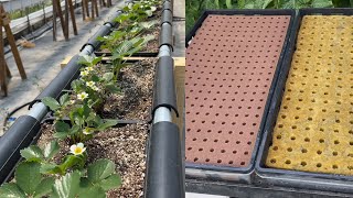 Rockwool vs Oasis comparison with hydroponic greenhouse update [upl. by Torosian]