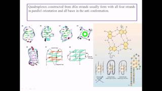 Quadruplex DNA [upl. by Griffis167]