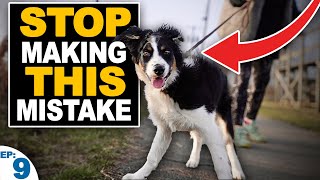 How We Fix LEASH REACTIVITY Towards Dogs Stop Barking and Lunging [upl. by Yhtommit96]