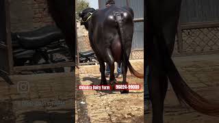 shortvideo shortfeed 20 liter milk buffalo for sale [upl. by Morril]