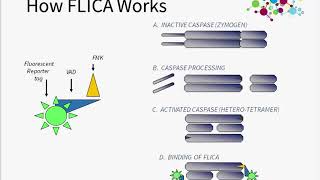 Fluorescent Assays for in vitro Imaging in Cancer Research [upl. by Dikmen]