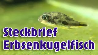 Erbsenkugelfisch [upl. by Iggam]